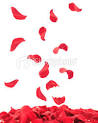 Falling Rose Petals - Stock Photo - iStock