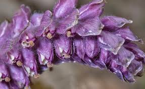 Attēlu rezultāti vaicājumam “Lathraea squamaria”