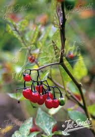 Attēlu rezultāti vaicājumam “Solanum dulcamara”