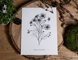 Attēlu rezultāti vaicājumam “Matricaria chamomilla”