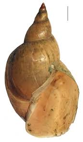 Attēlu rezultāti vaicājumam “Lymnaea stagnalis”