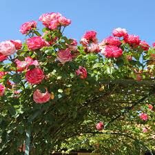 Image result for Rosengewächse