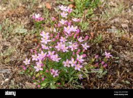 Attēlu rezultāti vaicājumam “Centaurium erythraea flower”