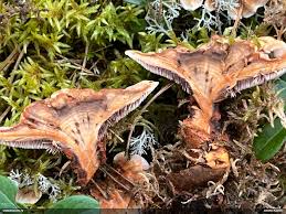 Attēlu rezultāti vaicājumam “Fuligo licentii”