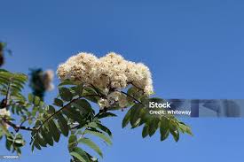 Attēlu rezultāti vaicājumam “Sorbus aucuparia flower”