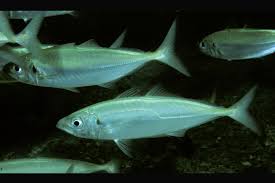 Image result for Trachurus trachurus