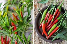 Afbeeldingsresultaat voor thai bird pepper hot pepper