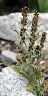 Attēlu rezultāti vaicājumam “Gnaphalium sylvaticum”