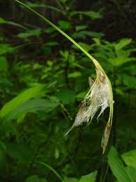 Attēlu rezultāti vaicājumam “Eriophorum latifolium fruit”