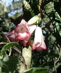 Attēlu rezultāti vaicājumam “xComagaria rosea  flower”