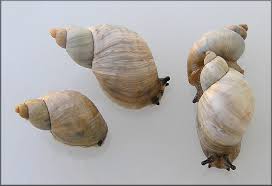 Attēlu rezultāti vaicājumam “Succinea”