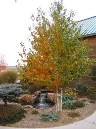 Attēlu rezultāti vaicājumam “Betula papyrifera”