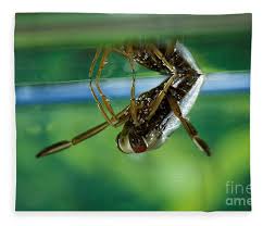 Attēlu rezultāti vaicājumam “Notonecta glauca”