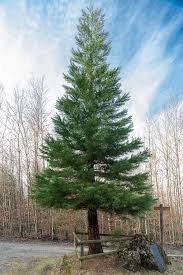 Image result for Mammutbaum