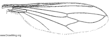 Attēlu rezultāti vaicājumam “Conopidae”