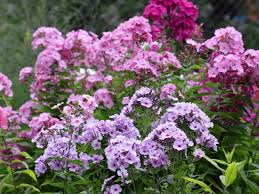 Image result for Phlox (großblumig)