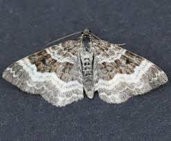 Attēlu rezultāti vaicājumam “Epirrhoe”