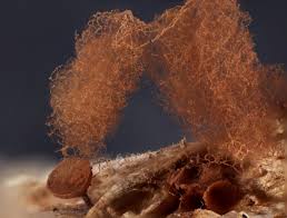 Attēlu rezultāti vaicājumam “Arcyria incarnata”