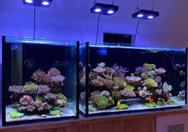 Znalezione obrazy dla zapytania takashi amano%