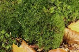 Attēlu rezultāti vaicājumam “Dicranodontium denudatum”