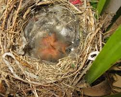 Attēlu rezultāti vaicājumam “Motacilla alba nest”