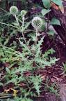 Echinops sphaerocephalus page