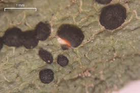 Attēlu rezultāti vaicājumam “Mycoblastus sanguinarius”