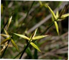 Attēlu rezultāti vaicājumam “Carex pauciflora”