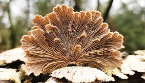 Attēlu rezultāti vaicājumam “Schizophyllum commune”