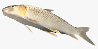 Image result for Carpiodes velifer