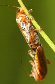 Attēlu rezultāti vaicājumam “Cantharis figurata”