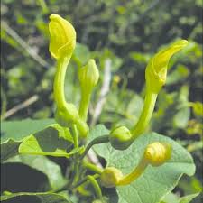 Attēlu rezultāti vaicājumam “Anthyllis maritima bud”