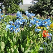 Image result for Scheinmohn blau