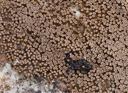 Attēlu rezultāti vaicājumam “Merismodes anomala”