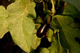 Afbeeldingsresultaat voor melanzana prosperosa eggplant