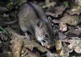 Attēlu rezultāti vaicājumam “Apodemus agrarius”