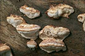 Attēlu rezultāti vaicājumam “Leptoporus mollis”