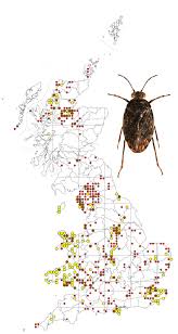 Attēlu rezultāti vaicājumam “Saldula saltatoria”
