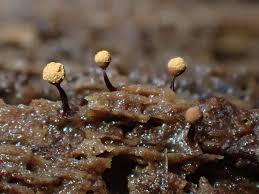 Attēlu rezultāti vaicājumam “Cribraria vulgaris young”