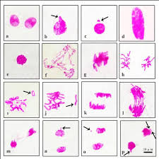 Attēlu rezultāti vaicājumam “Allium cepa bud”