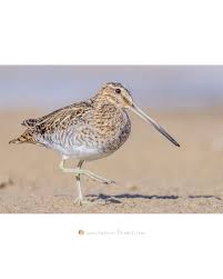 Attēlu rezultāti vaicājumam “Gallinago gallinago”