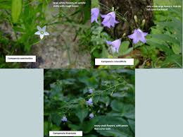 Attēlu rezultāti vaicājumam “Campanula rotundifolia leaf”