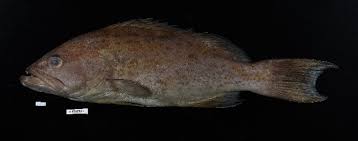 Image result for Mycteroperca phenax