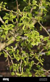 Attēlu rezultāti vaicājumam “Ginkgo biloba male flower”