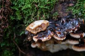 Attēlu rezultāti vaicājumam “Ischnoderma benzoinum”