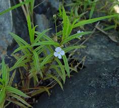 Attēlu rezultāti vaicājumam “Veronica scutellata fruit”