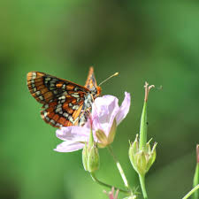 Attēlu rezultāti vaicājumam “Euphydryas maturna upperside”