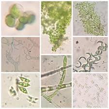 Attēlu rezultāti vaicājumam “Gloeocapsa rupestris”