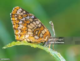 Attēlu rezultāti vaicājumam “Clossiana selene”