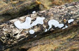 Attēlu rezultāti vaicājumam “Badhamia lilacina sessile”